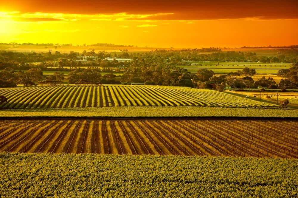 The vineyards in Barossa Valley in South Australia