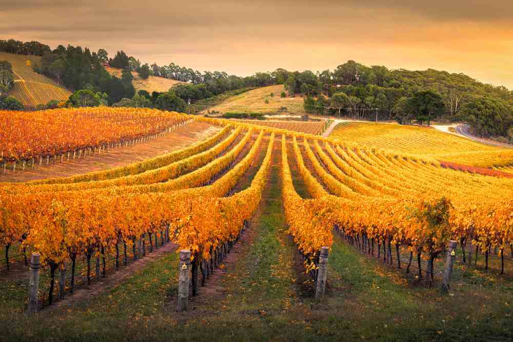 Autumnal hues paint the rolling vineyards of the Adelaide Hills, offering a picturesque setting for wine tasting and leisurely strolls, a must-do activity in the region.