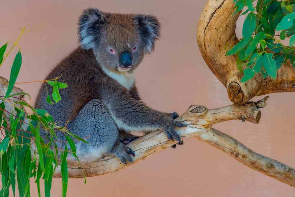 A cuddly koala perched in its natural habitat, clutching a tree branch with a gaze that invites visitors to Cleland Wildlife Park, a highlight of Adelaide Hills' wildlife encounters.