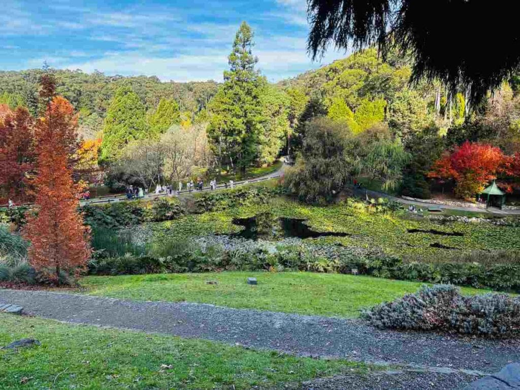 A panoramic view of the Mount Lofty Botanic Garden with its lush greenery and a pond covered in lily pads, a peaceful retreat for nature enthusiasts in the Adelaide Hills.