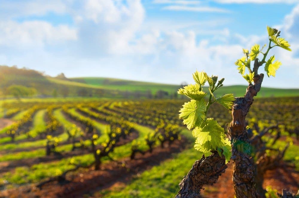 A picturesque view of lush green vineyards in Barossa Valley, showcasing new grapevine growth under a clear blue sky. This image highlights the beauty and vitality of Barossa Valley wineries, a key feature in the blog post about exploring Australia's renowned wine regions.