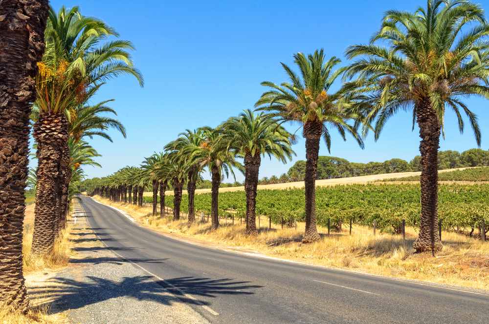 A scenic view of Seppeltsfield Road lined with tall palm trees, leading through the vineyards of Barossa Valley under a clear blue sky. This picturesque route is an essential part of the Barossa Valley wineries map, connecting visitors to some of the most renowned wineries in the region, as featured in the blog post.