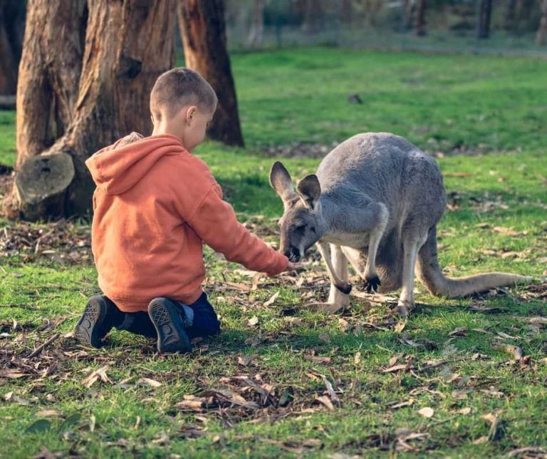 Kids feeding kangaroo