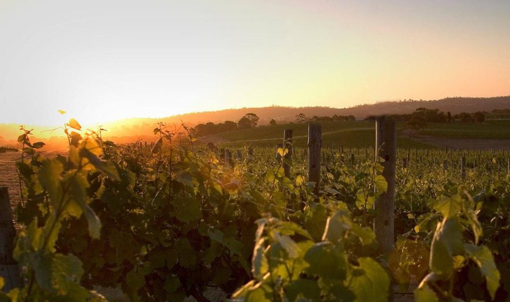 Knappstein Vineyard. Clare Valley's Rich Historical Sites