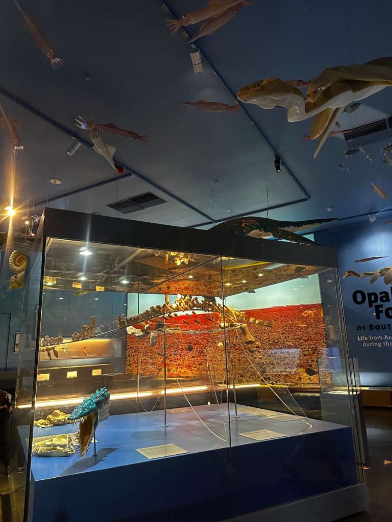 Fossil and marine life exhibit at the South Australian Museum in Adelaide, featuring a prehistoric skeleton in a glass case and model sea creatures suspended from the ceiling. This museum is one of the most fascinating historical locations in Adelaide, showcasing natural history and Indigenous culture in the heart of the city.