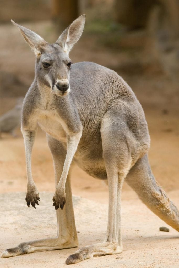 Closeup portrait of Australian red kangaroo. Unforgettable Wildlife encounters at Fleurieu Peninsula