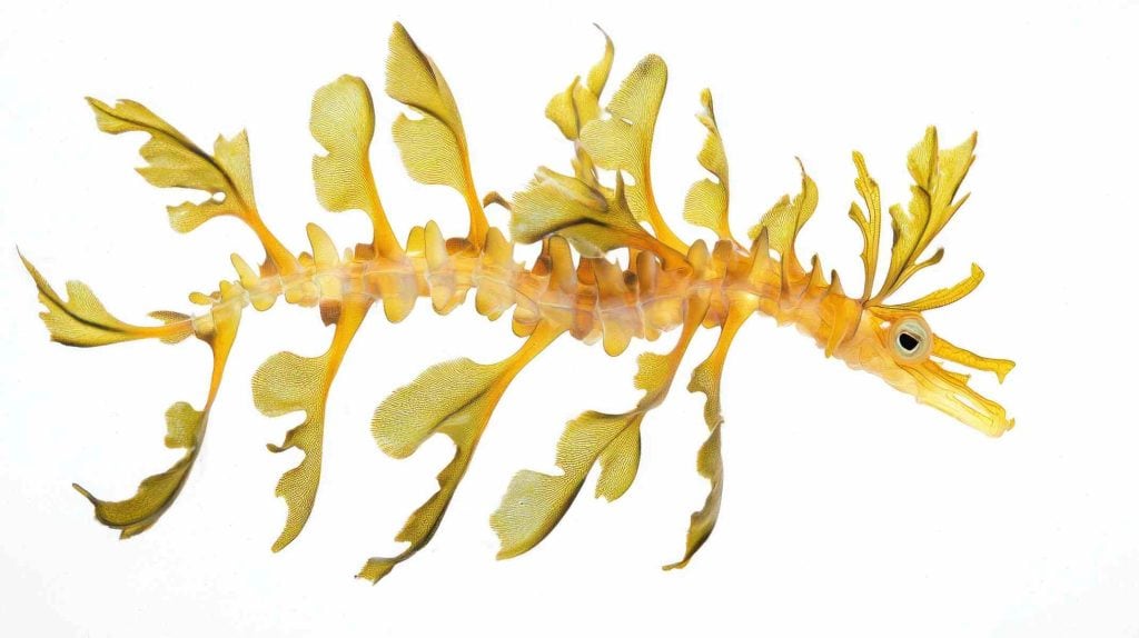 Leafy Sea Dragons. Unforgettable wildlife encounters at fleurieu Peninsula