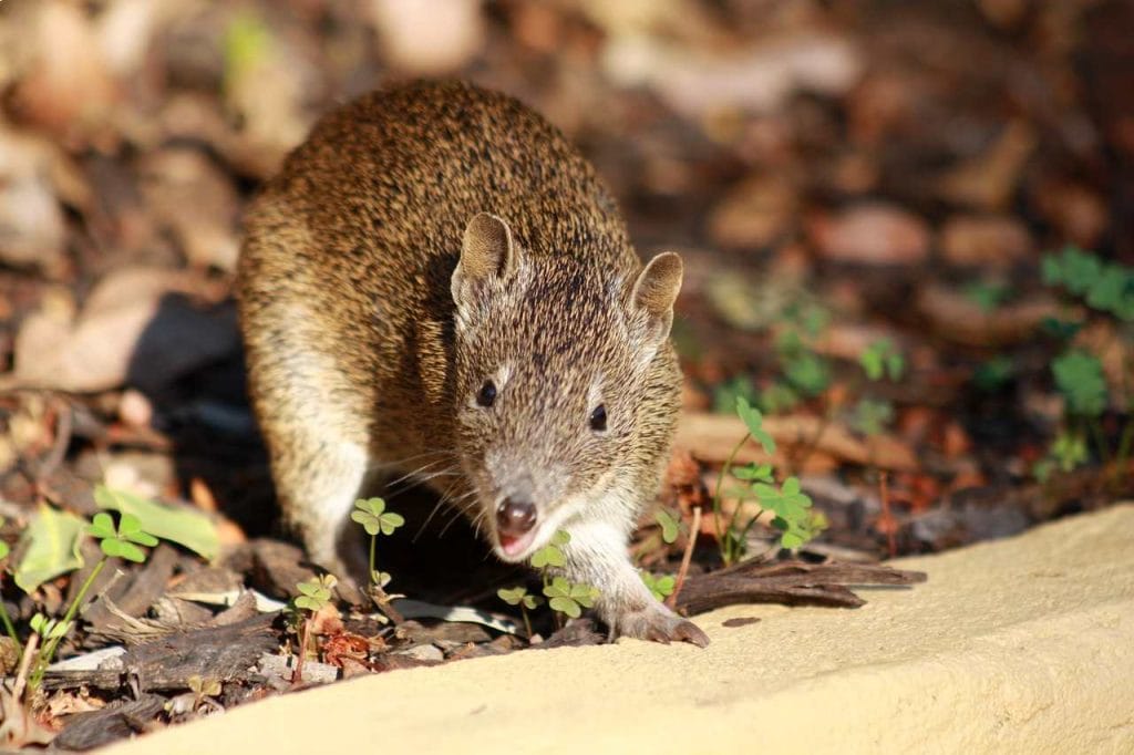 Bandicoot wildlife encounters at Fleurieu Peninsula