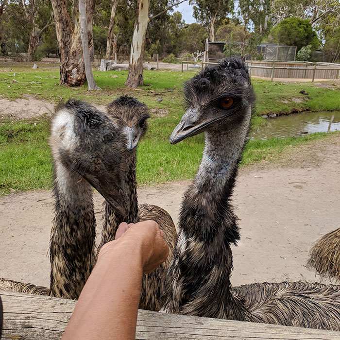 Emu Feeding at Urimbirra Wildlife Park in Fleurieu Peninsula
