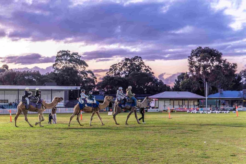 Willunga Almond Blossom Festival Horseback Riding