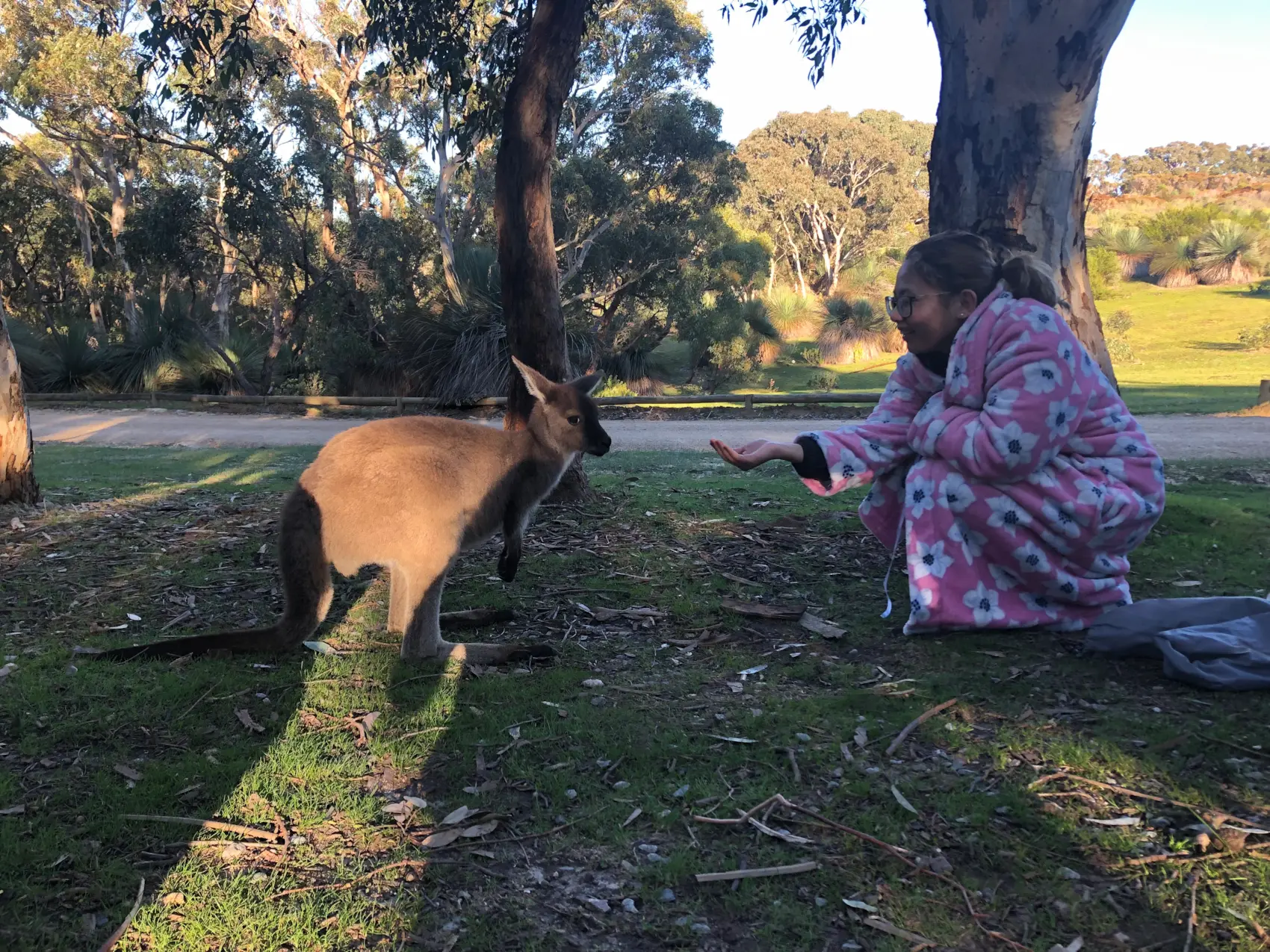 A western grey kangaroo stands on the grass as a person reaches out from a picnic blanket in a peaceful bushland setting at Deep Creek National Park. Deep Creek is a rewarding destination for Adelaide day trips, offering wildlife encounters, scenic hiking trails, and beautiful natural landscapes.