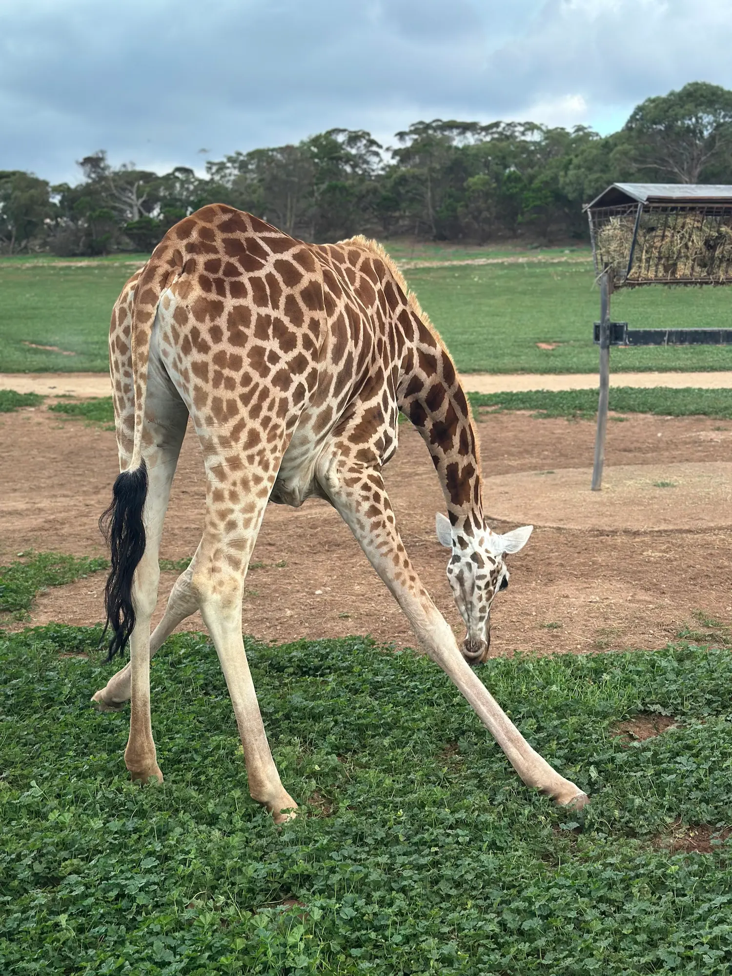 A giraffe stretches its long neck to graze on green grass in a spacious open habitat at Monarto Safari Park, with trees and feeding stations in the background. Monarto Safari Park is a popular wildlife destination for day trips from Adelaide, offering close encounters with animals in expansive natural enclosures.