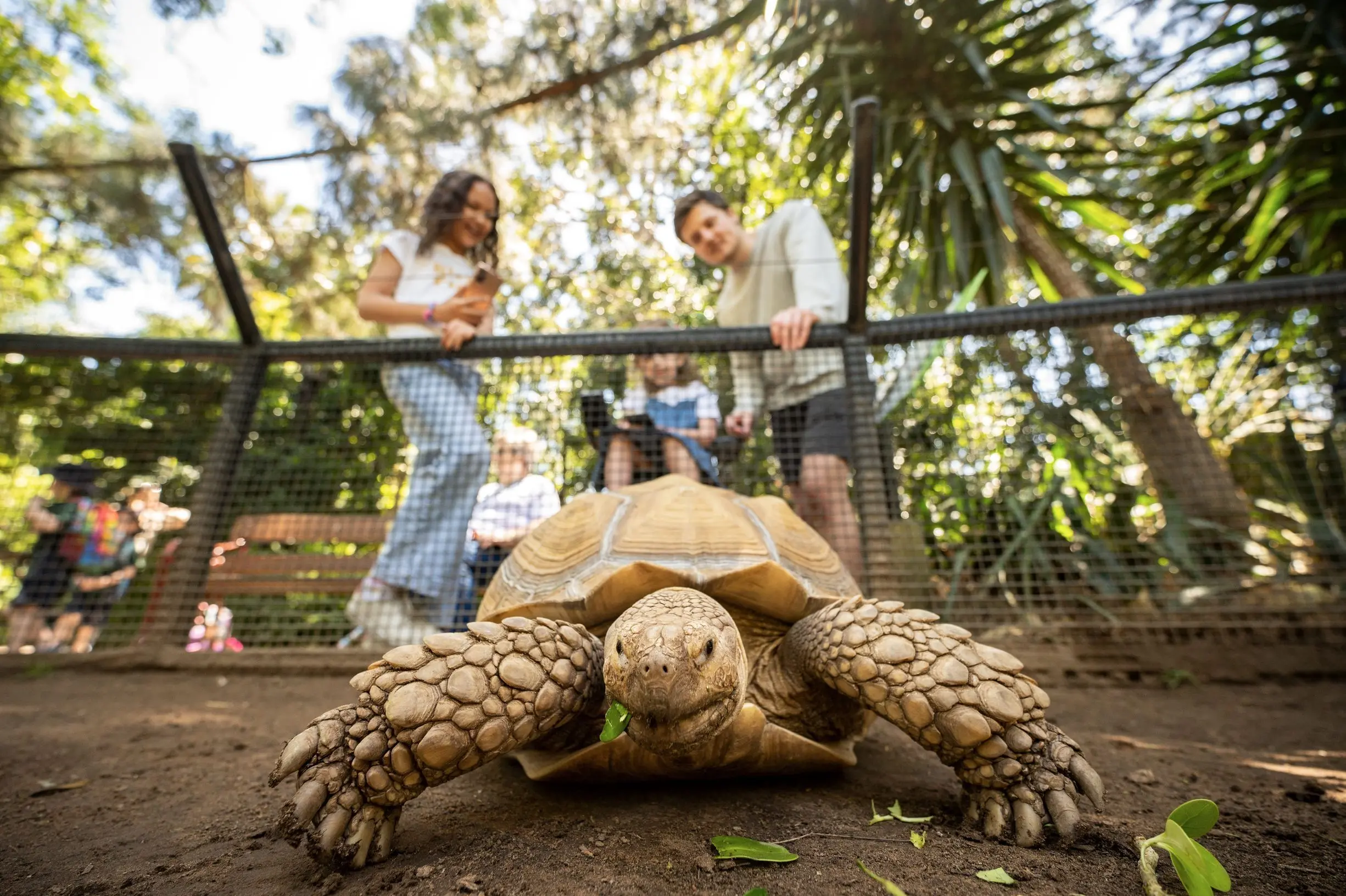 A giant tortoise walks toward the camera while visitors watch from behind a fence in a leafy wildlife park. Visiting a wildlife sanctuary is one of the most family friendly Adelaide attractions, offering close encounters with native and exotic animals in a natural setting.