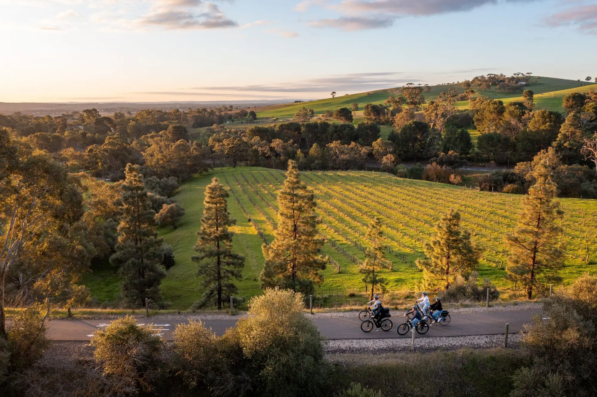 Cyclists ride along a scenic trail through rolling vineyards and lush countryside in the Adelaide Hills during golden hour. Exploring the region by bike is one of the best ways to visit Adelaide, combining picturesque landscapes with world class wineries and peaceful rural scenery.