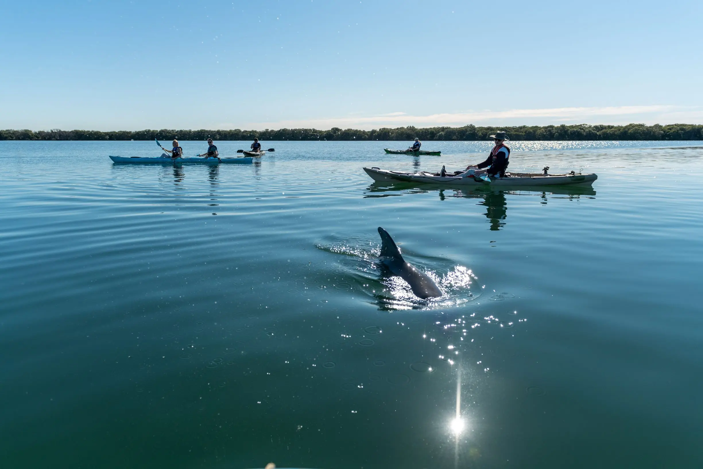 A dolphin surfaces beside a group of kayakers paddling across calm blue water under a clear sky. This unforgettable wildlife encounter is one of the best things to do in Adelaide for visitors looking to experience the region's natural beauty and marine life.